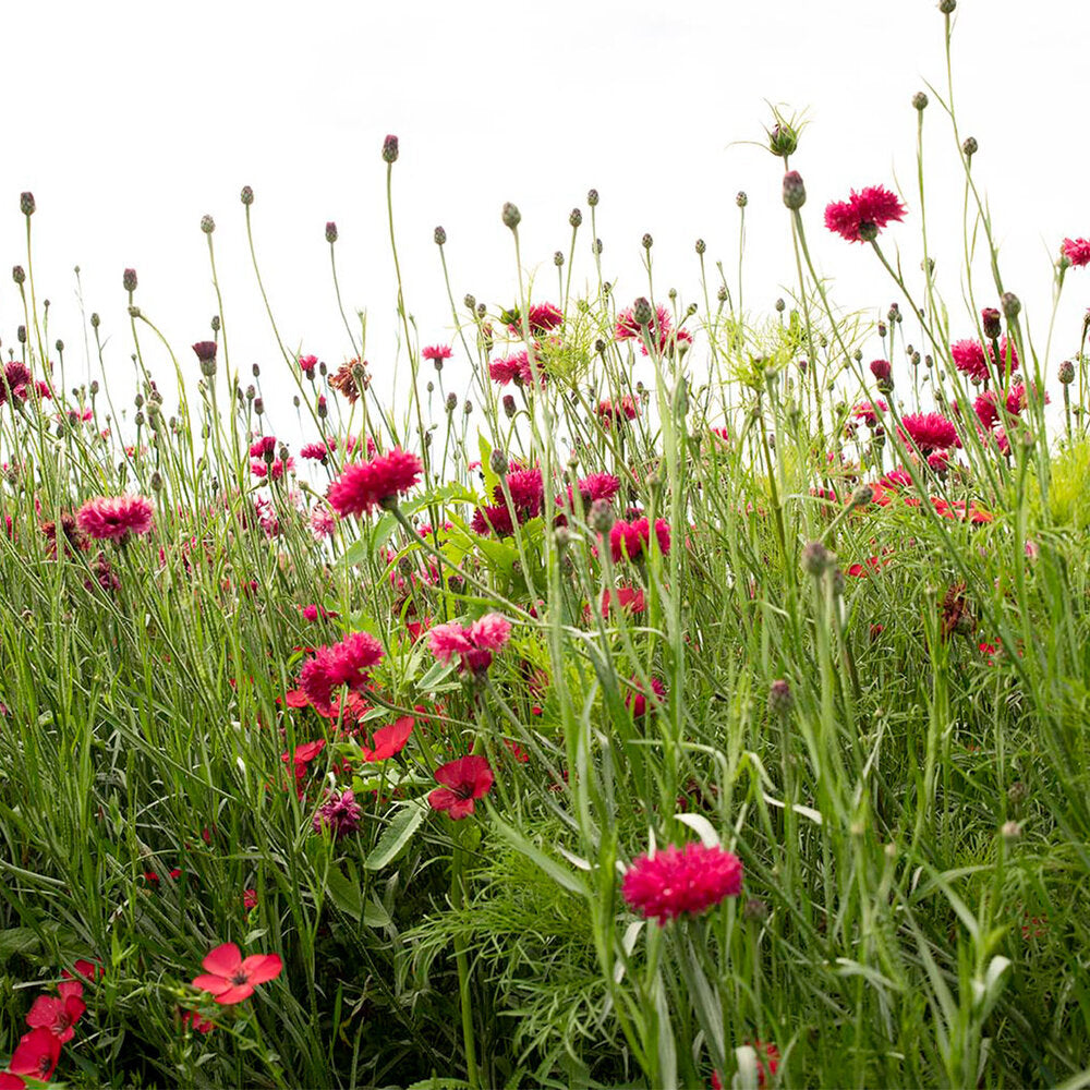  Zomerbloemen Rode Tinten Mix