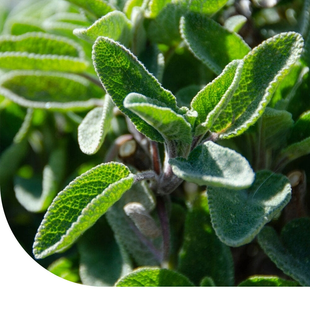  Salie – Salvia Officinalis