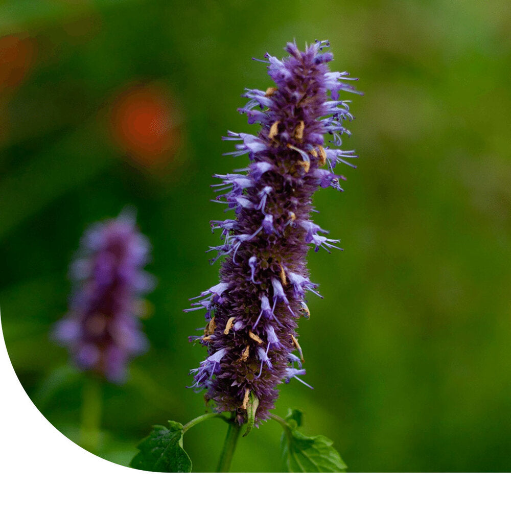  Dropplant - Agastache Mexicana 'blue'