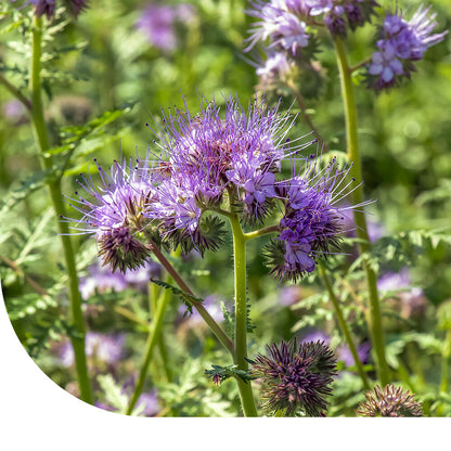  Facelia - Phacelia Tanacetifolia