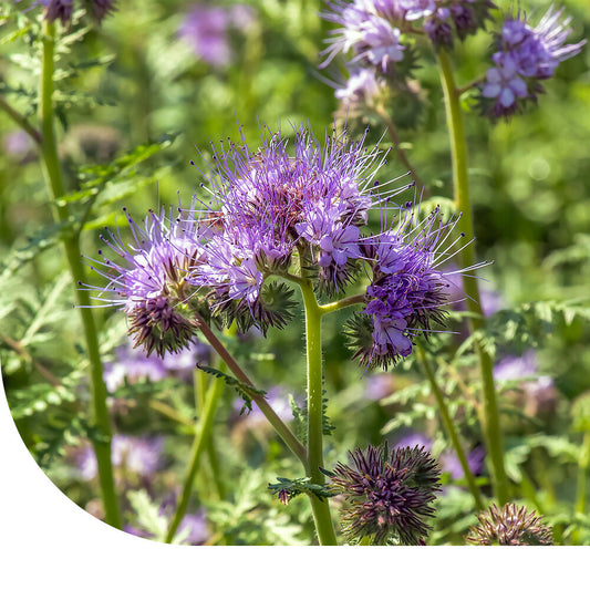  Facelia - Phacelia Tanacetifolia