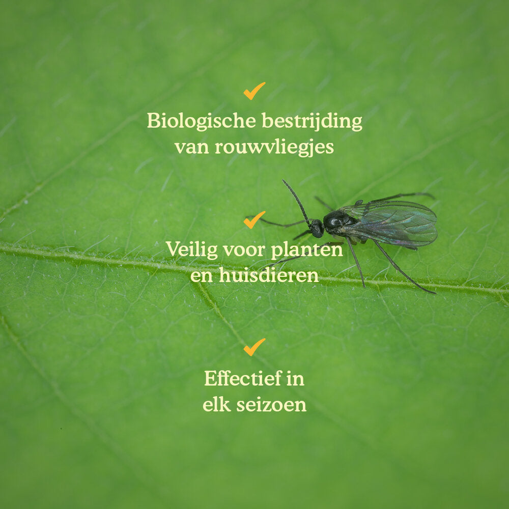  Aaltjes Tegen Rouwvliegjes (Steinernema Feltiae)