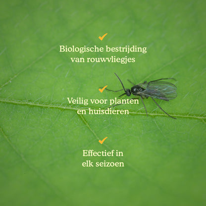  Aaltjes Tegen Rouwvliegjes (Steinernema Feltiae)