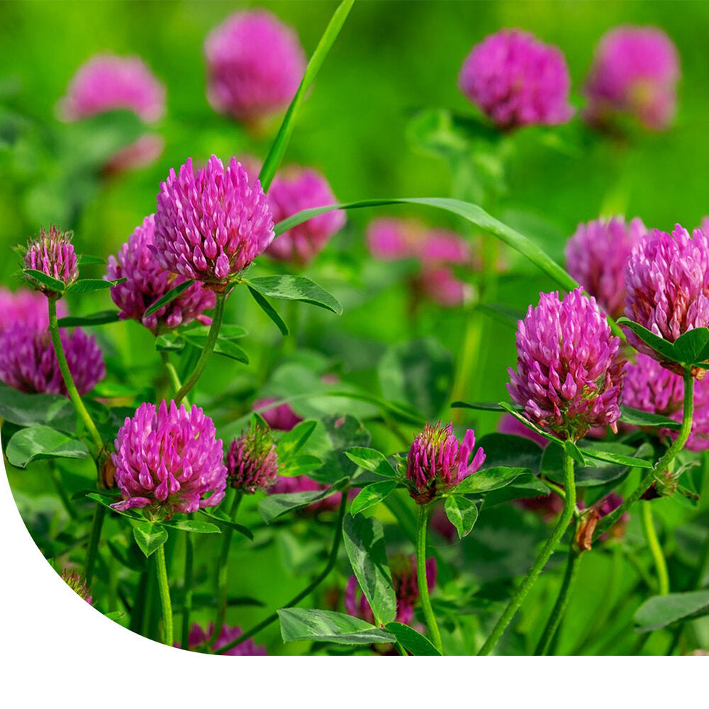  Rode Klaver-Trifolium Pratense