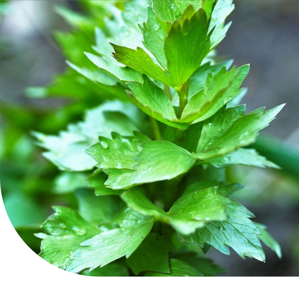  Lavas (Maggiplant) - Levisticum Officinale