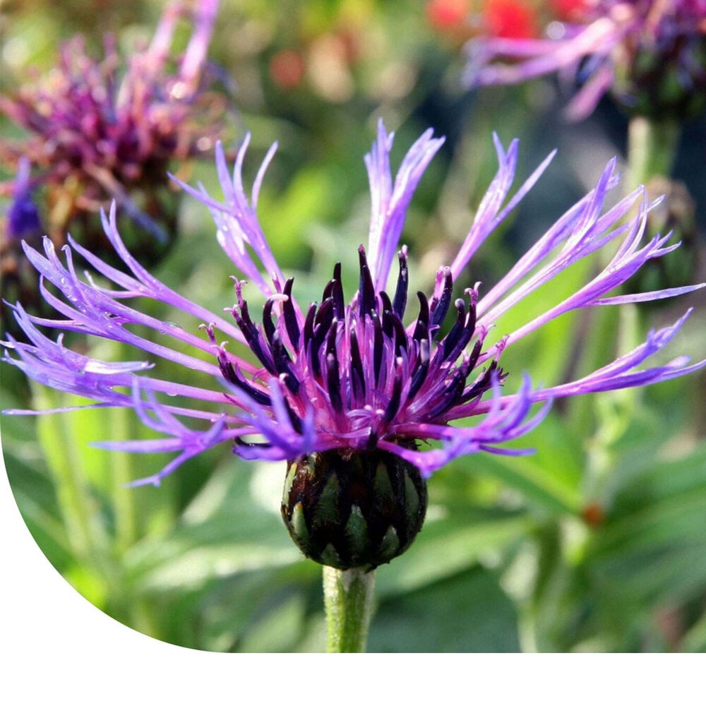  Bergcentaurie - Centaurea Montana