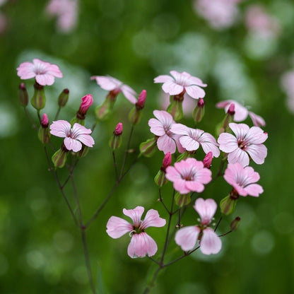  Akkerflora 10-tal