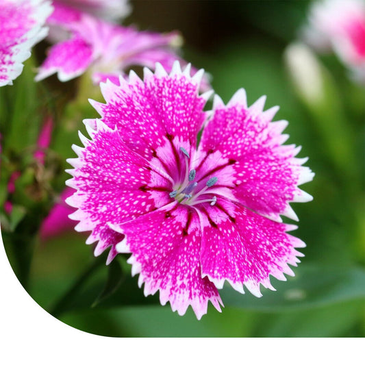  Chinese Anjer Gemengd - Dianthus Chinensis