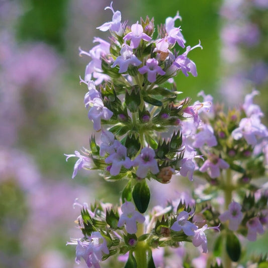  Pepermunt - Mentha Piperita