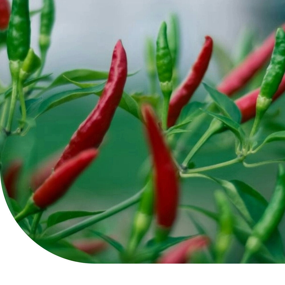  Spaanse Peper - Cayenne Rood