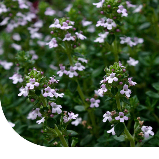  Steentijm - Calamintha Nepeta