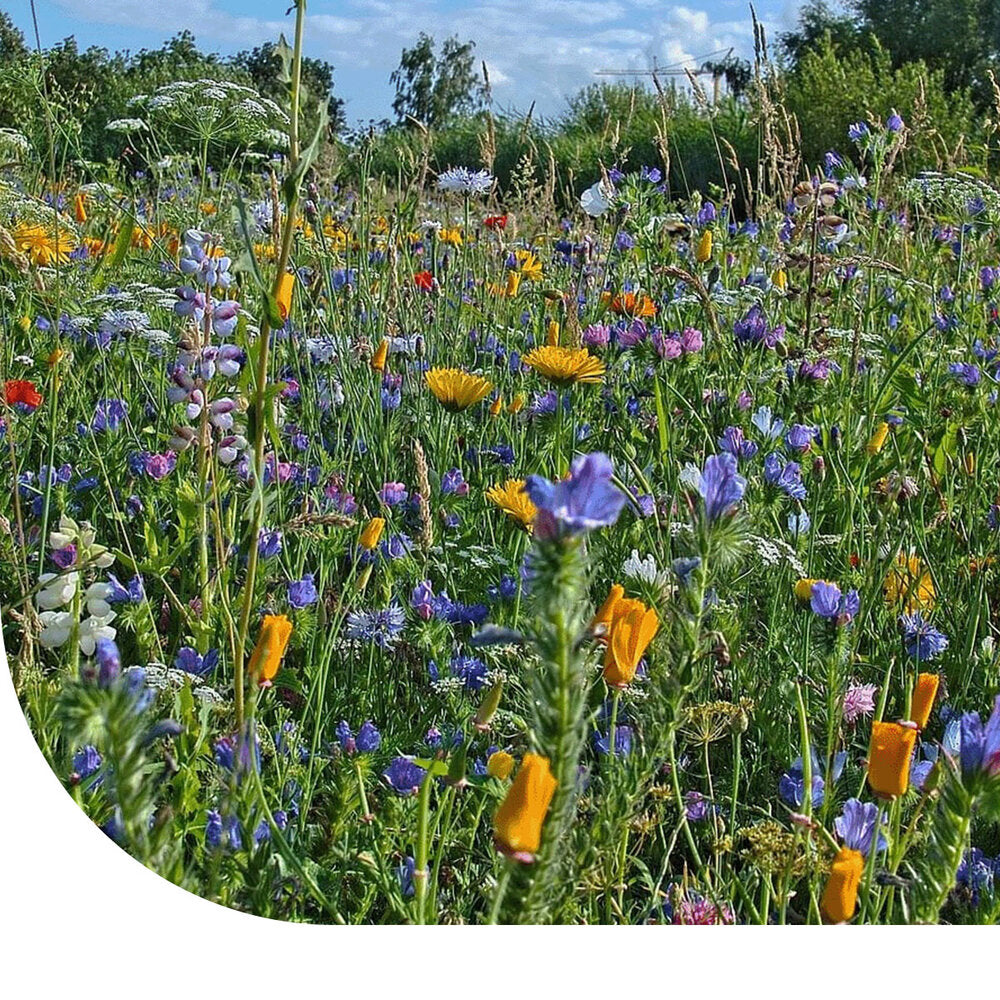  B1 - Ruderaal Bloemenmengsel