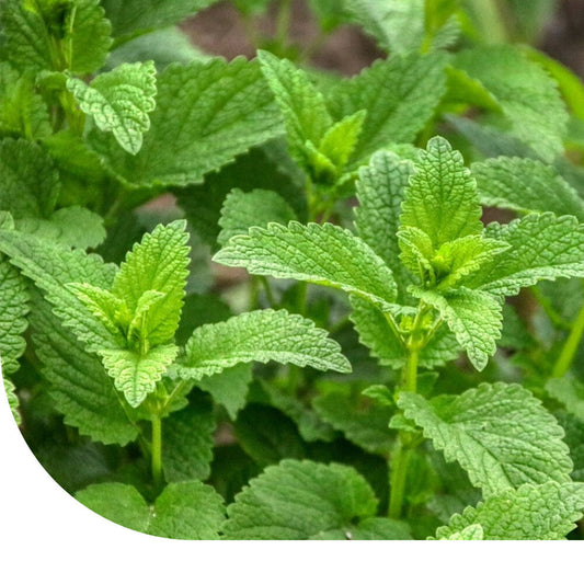  Citroenmelisse - Melissa Officinalis