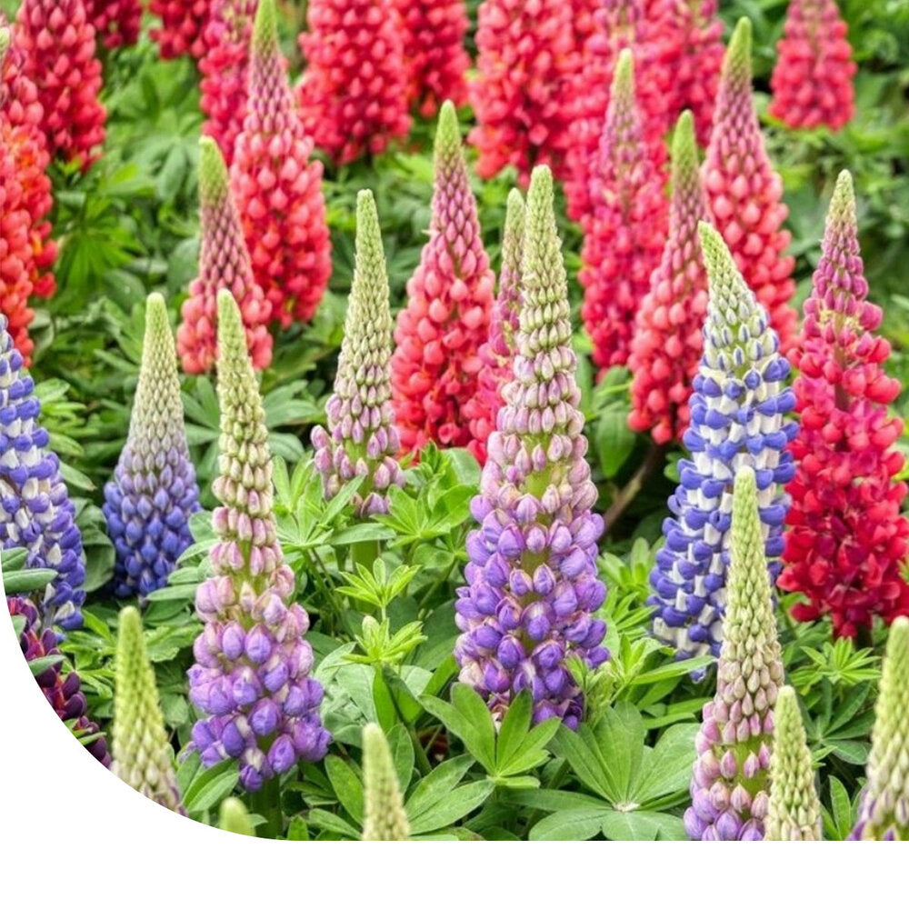 Lupine - Lupinus Minarette Mix