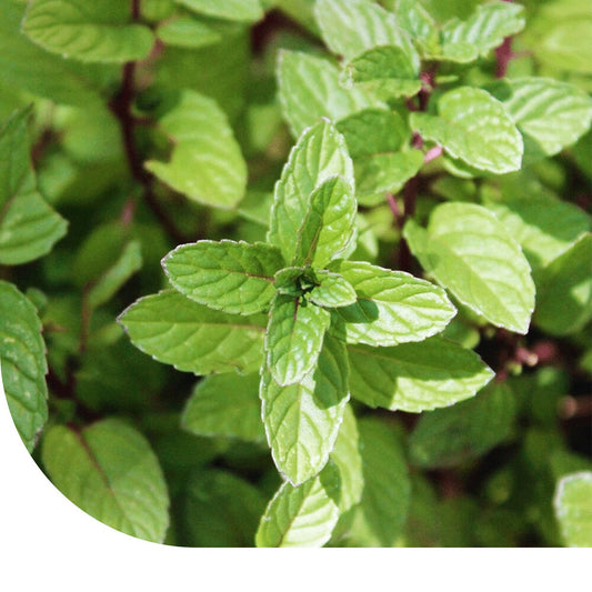  Pepermunt - Mentha Piperita