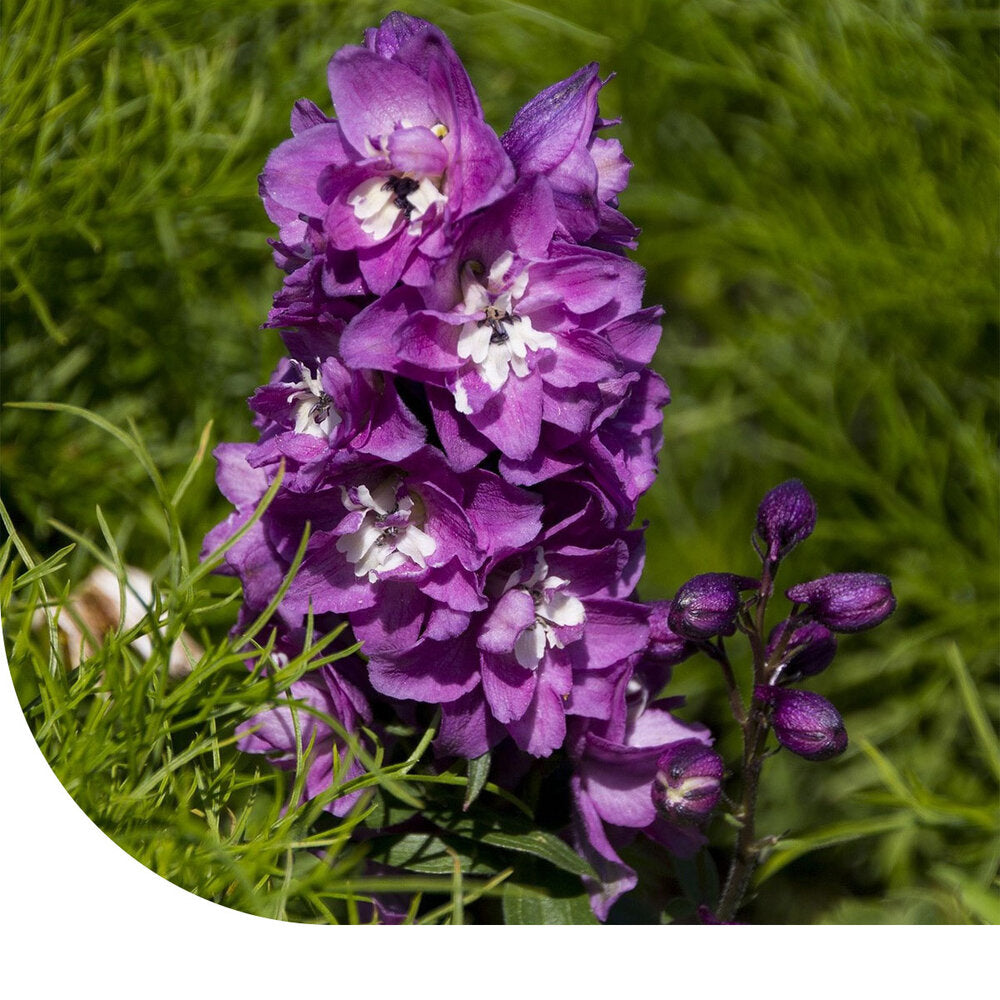  Dwerg Ridderspoor - Delphinium Ajacis