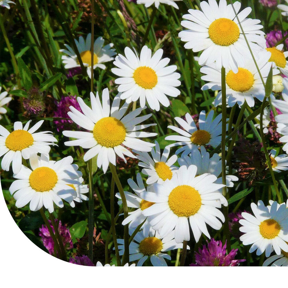  Margrietenmengsel 1 - Inheems Natuurmengsel