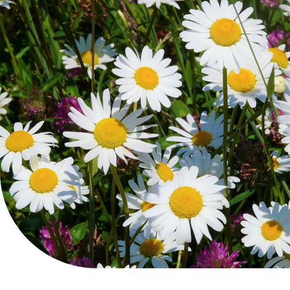  Margrietenmengsel 1 - Inheems Natuurmengsel