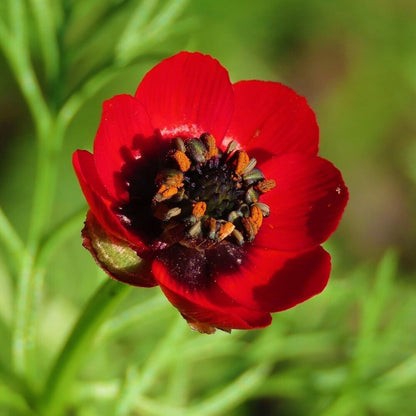  Akkerflora 6-tal