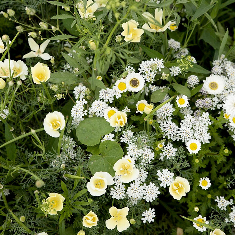  Zomerbloemen Witte Tinten Mix