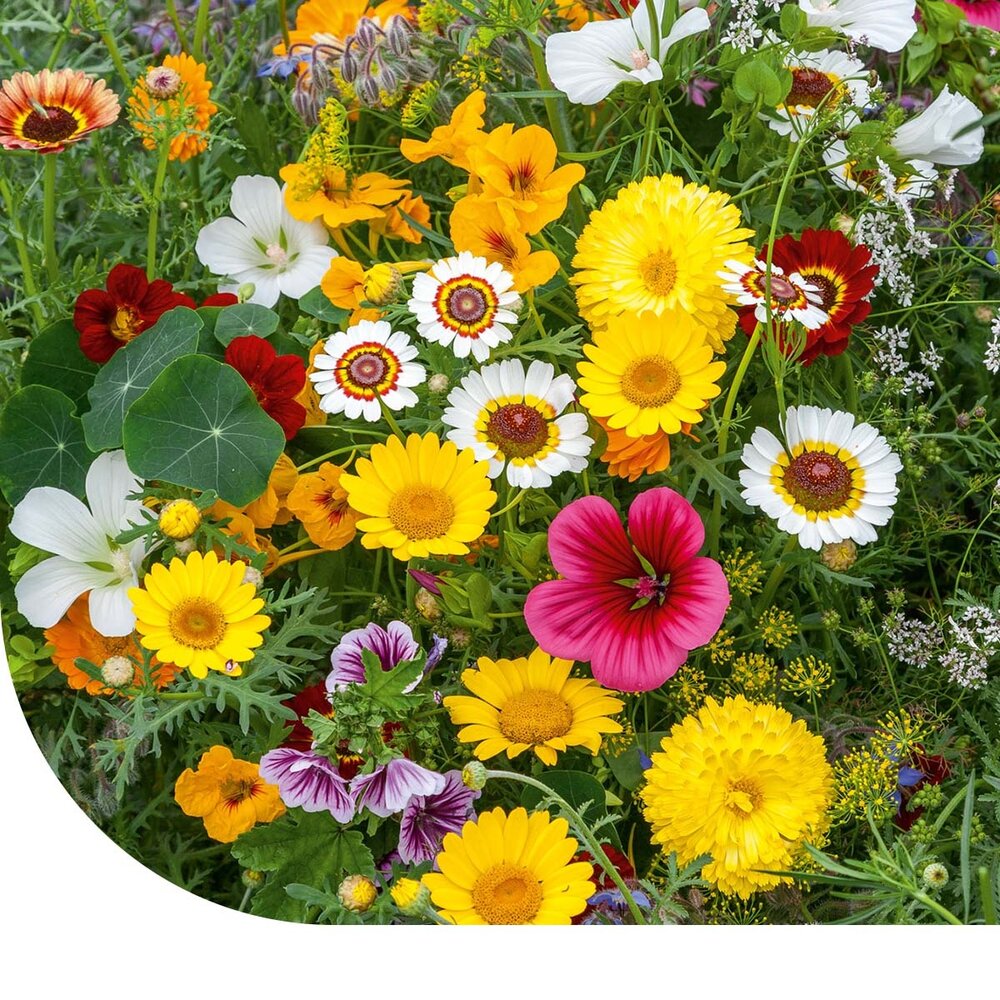  Eetbare Bloemen Mix