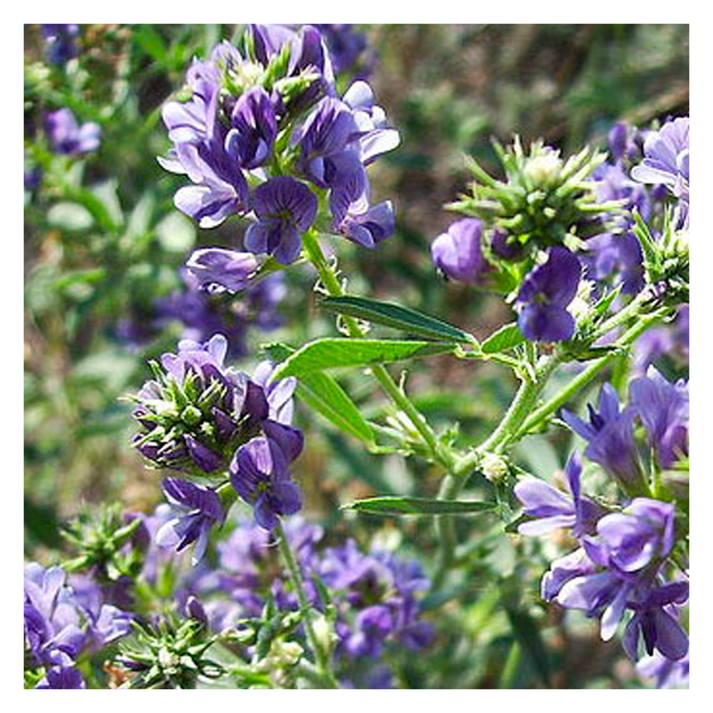  Luzerne - Medicago Sativa