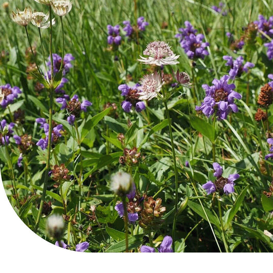  G4 - Bloemrijk Graslandmengsel - Meerjarig