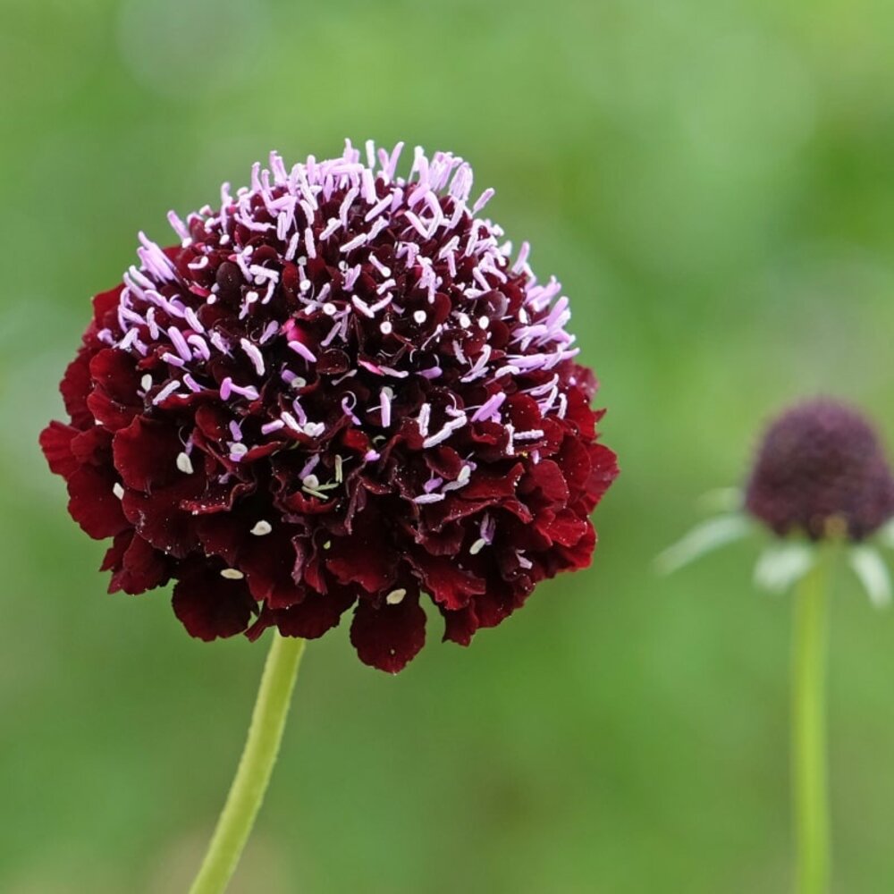  Duifkruid Gemengd - Scabiosa Atropurpurea