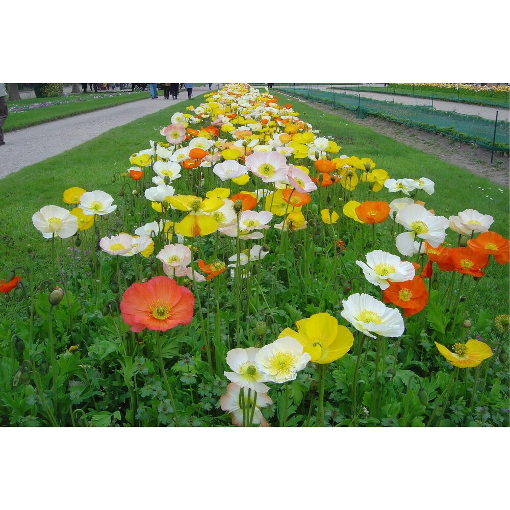  IJslandse Klaproos - Papaver Nudicaule
