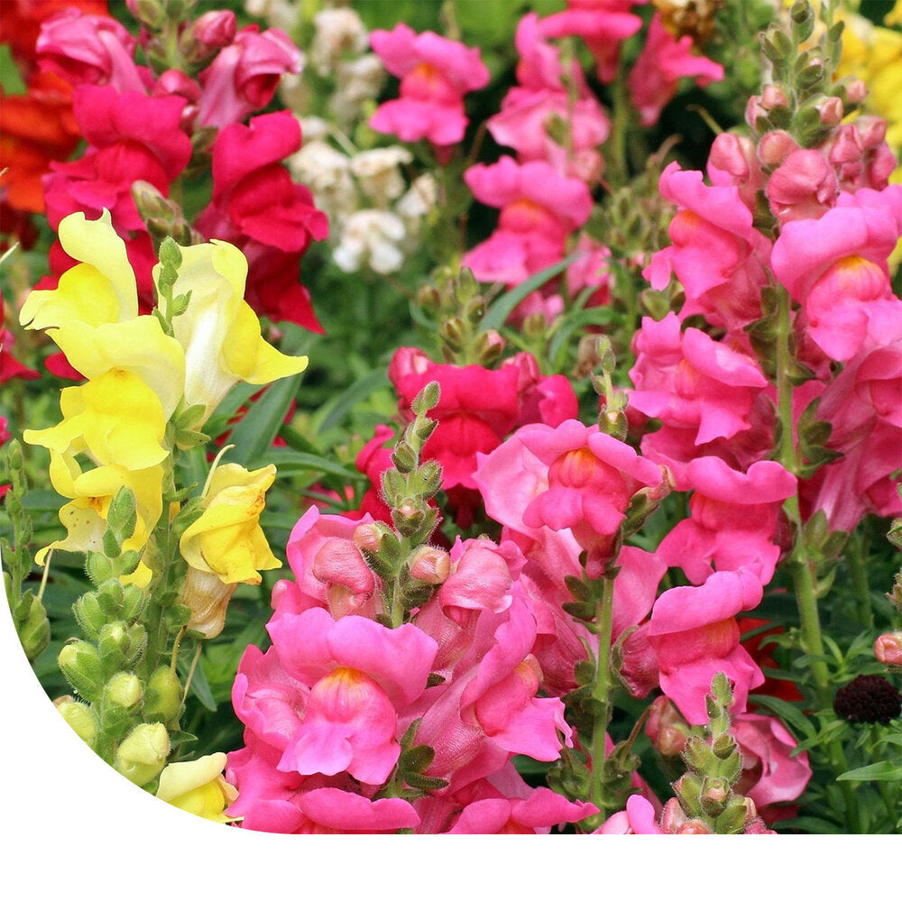  Leeuwenbekje Halfhoge - Antirrhinum