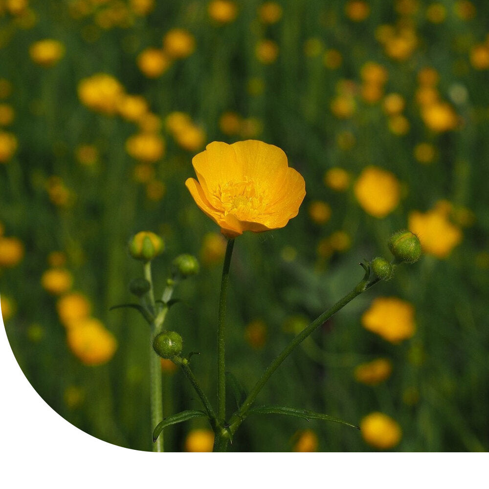  Scherpe Boterbloem - Ranunculus Acris