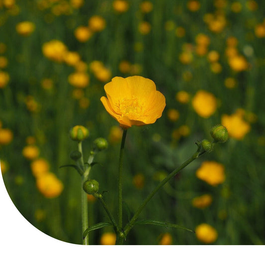  Scherpe Boterbloem - Ranunculus Acris