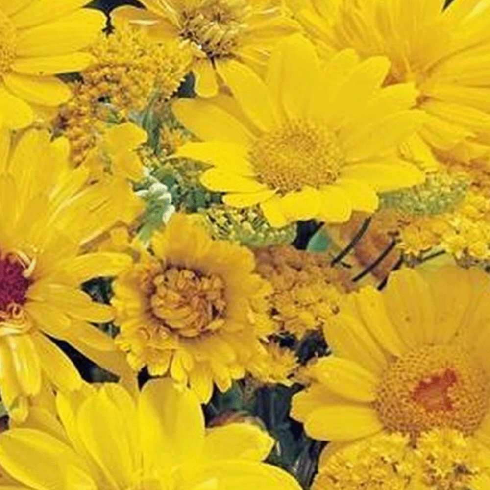  Zomerbloemen Gele Tinten - Mix