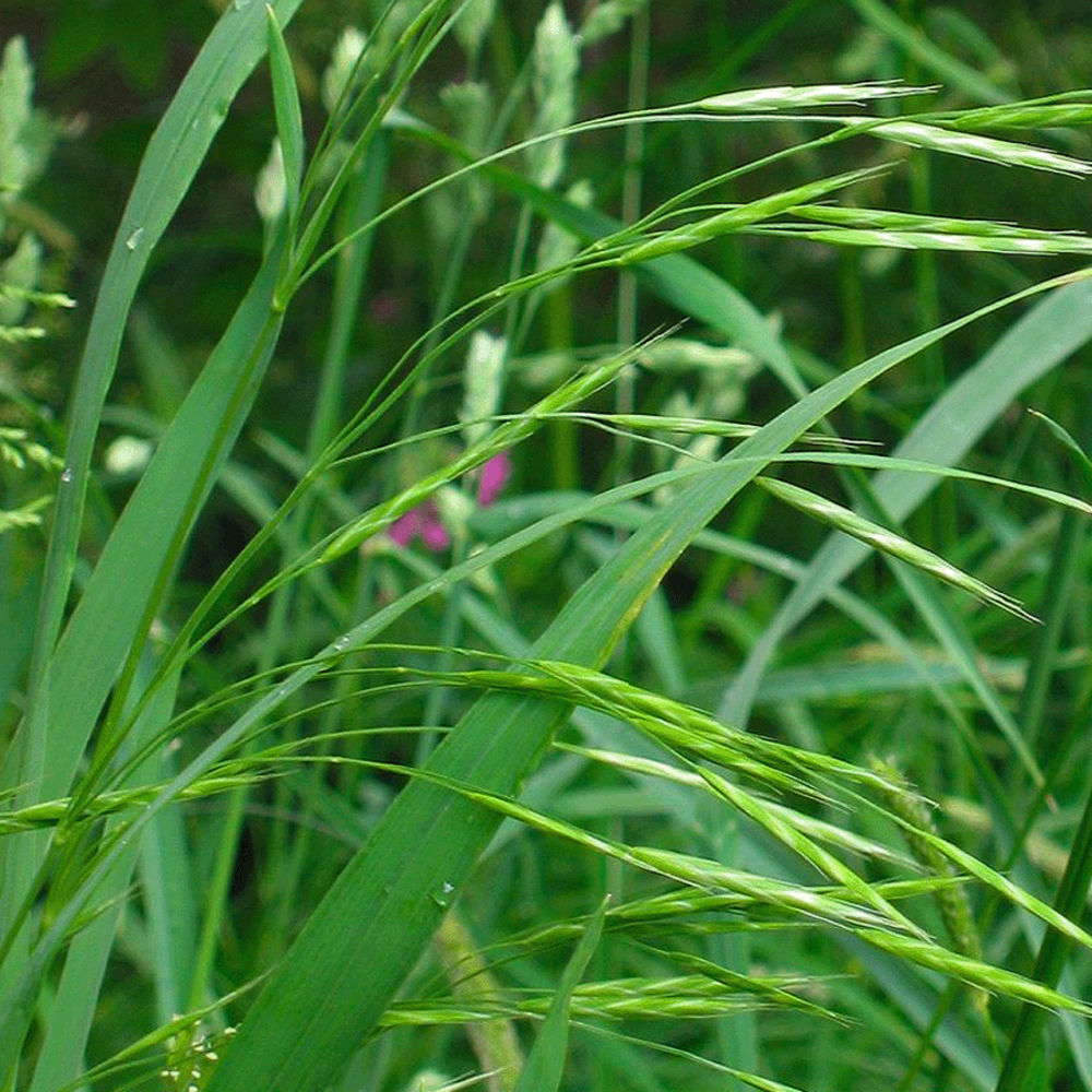  Rietzwenkgras - Festuca Arundinacea